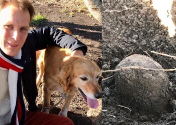 La trufa, reina de la alta cocina