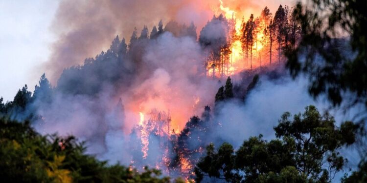 Los incendios forestales extremos son cada vez más intensos y se han duplicado en los últimos 20 años