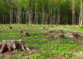 Argentina está entre los 10 países con mayores tasas de deforestación del mundo