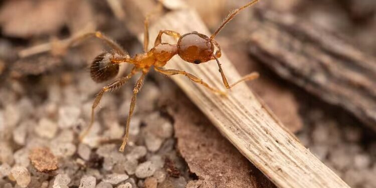 Las hormigas «cabezonas» están acabando con los leones en África