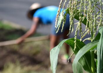 Huertos comunitarios para combatir el cambio climático y sus efectos entre la población más vulnerable