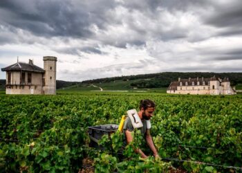 El trago más amargo de invertir en vino: algunas de las añadas más exclusivas pierden la mitad de su valor