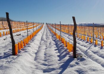 Juan Pablo Murgia enólogo de bodega Otronia: la visión detrás de los vinos más australes de Patagonia