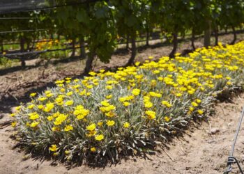 Bodega Argento lanza MatrizViva, una plataforma gratuita sobre agroecología