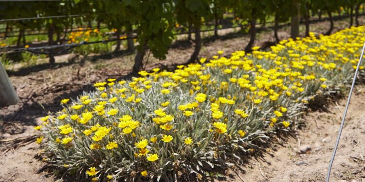 Bodega Argento lanza MatrizViva, una plataforma gratuita sobre agroecología
