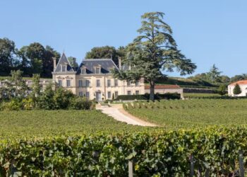 Viticultura y Enoturismo: Entre la Pasión y la Sostenibilidad Económica»