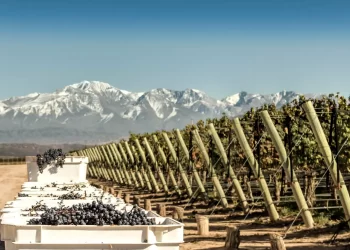 Argentina tiene un delicioso secreto del vino, y no es el Malbec