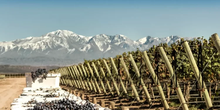 Argentina tiene un delicioso secreto del vino, y no es el Malbec