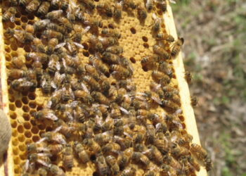 Un éxito empalagoso