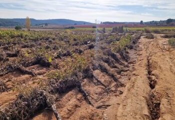 La industria vinícola española calcula las perdidas tras las inundaciones provocadas por el temporal