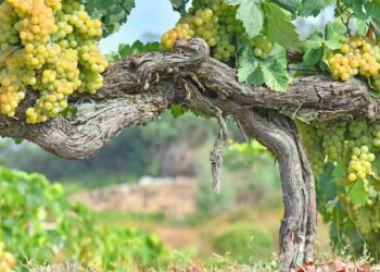 El vino: historia, cultura y economía circular