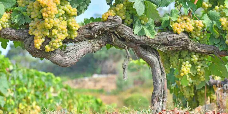 El vino: historia, cultura y economía circular