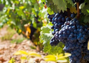 El cambio climático está desdibujando la personalidad de los vinos