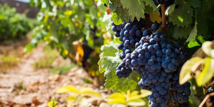 El cambio climático está desdibujando la personalidad de los vinos