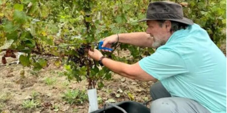 “Nos une como familia”: puso un viñedo en un lugar exótico para este negocio y ya proyecta producir 20.000 botellas de vino