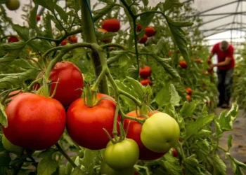 Los tomates ya no saben a tomate, pero tiene solución