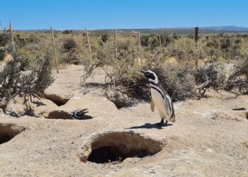 Juicio histórico en Argentina por una matanza de pingüinos en las costas patagónicas