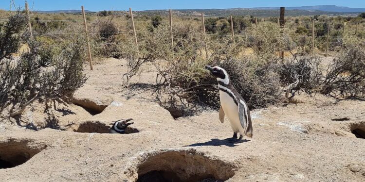 Juicio histórico en Argentina por una matanza de pingüinos en las costas patagónicas