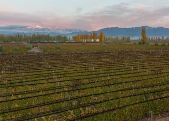 La brasileña Miolo compra bodega en Argentina e inicia expansión internacional