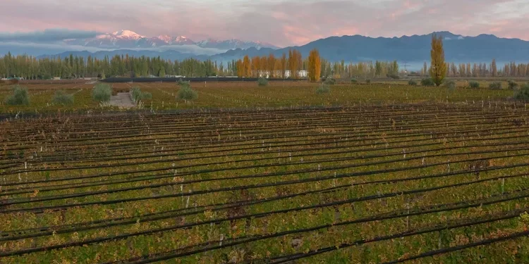 La brasileña Miolo compra bodega en Argentina e inicia expansión internacional