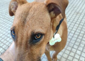 Día Internacional de los Derechos de los Animales: por qué se celebra este día en todo el mundo