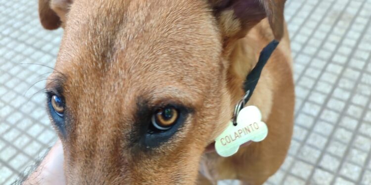 Día Internacional de los Derechos de los Animales: por qué se celebra este día en todo el mundo