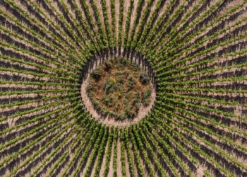 Una nueva forma radical de viñedo para un clima más cálido