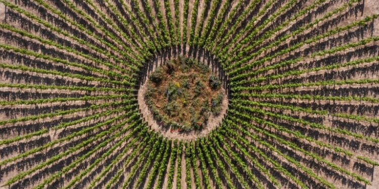 Una nueva forma radical de viñedo para un clima más cálido