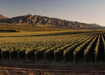 San Juan busca consolidar su prestigio vitivinícola con un plan estratégico