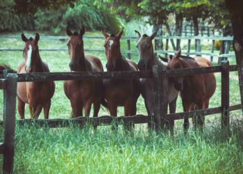 Talleres de Inteligencia Emocional con Caballos: Una experiencia transformadora