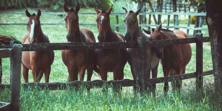 Talleres de Inteligencia Emocional con Caballos: Una experiencia transformadora