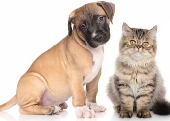 Por qué es mejor adoptar antes que comprar un animal de compañía