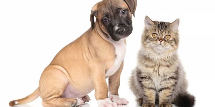 Por qué es mejor adoptar antes que comprar un animal de compañía