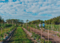 Turismo y reconocimiento: tres viñedos de Mercedes ingresan al catálogo «Vinos Buenos Aires»