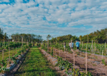 Turismo y reconocimiento: tres viñedos de Mercedes ingresan al catálogo «Vinos Buenos Aires»