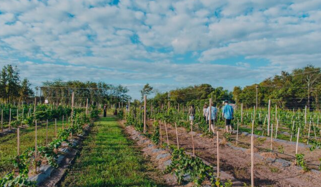 Turismo y reconocimiento: tres viñedos de Mercedes ingresan al catálogo «Vinos Buenos Aires»