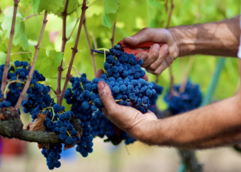 Las uvas de vino podrían ser la clave para tratar la pérdida de visión por diabetes