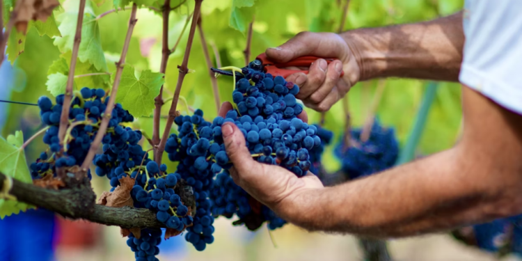 Las uvas de vino podrían ser la clave para tratar la pérdida de visión por diabetes