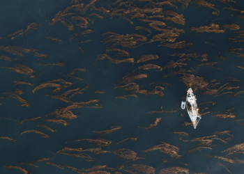 Un proyecto de siembra de algas para proteger el mar prístino de la Patagonia argentina