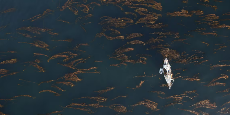 Un proyecto de siembra de algas para proteger el mar prístino de la Patagonia argentina