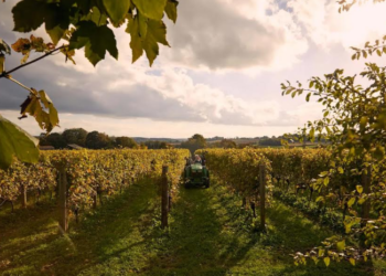 Las seis formas más importantes en que el vino cambiará en 2025