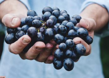 ¿Qué es un vino honesto?
