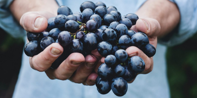 ¿Qué es un vino honesto?