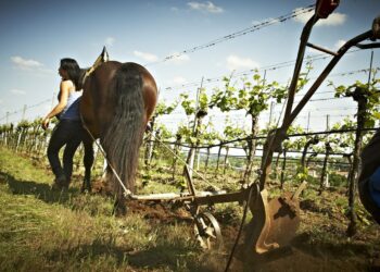 «Si el vino es bueno, funciona»