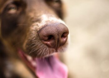 Los perros detectores están olfateando la enfermedad de la vid