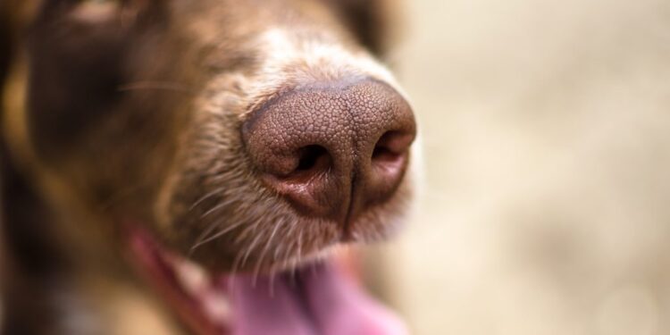 Los perros detectores están olfateando la enfermedad de la vid