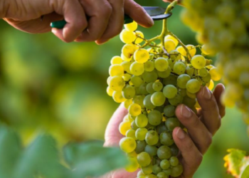 La cosecha puso primera en Mendoza: cómo viene la añada 2025