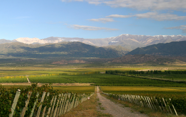 Día mundial del Syrah: Finca Las Moras, líder en la viticultura de San Juan