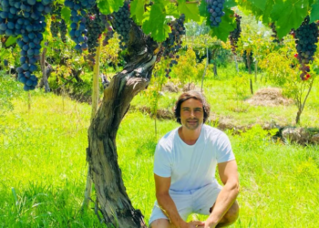 La uva criolla entra a jugar en las grandes ligas de los vinos de calidad