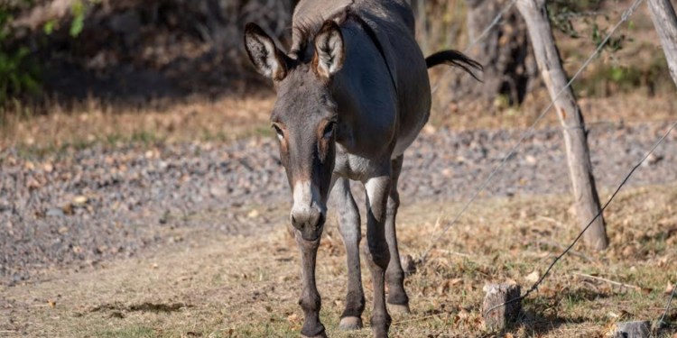 Tendencias enológicas 2025: Innovación, sostenibilidad y el futuro del vino